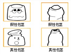 包茎的图谱